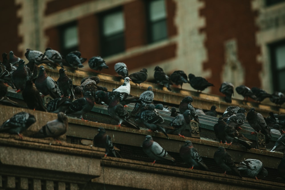 a group of pigeons on a roof