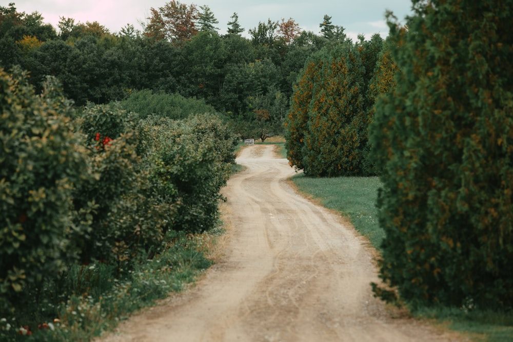 a dirt road surrounded by trees