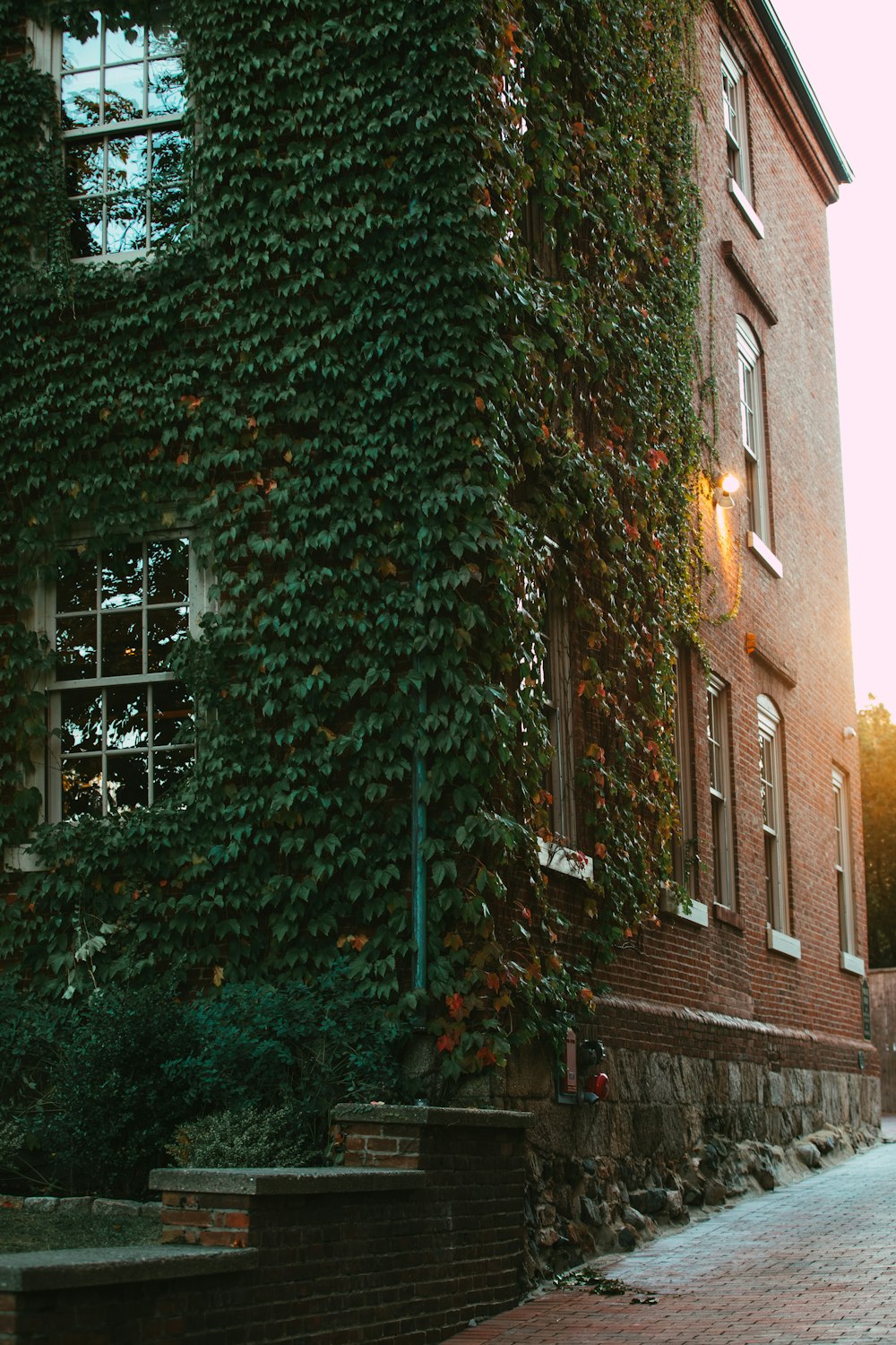 a brick building with a tree growing on the side