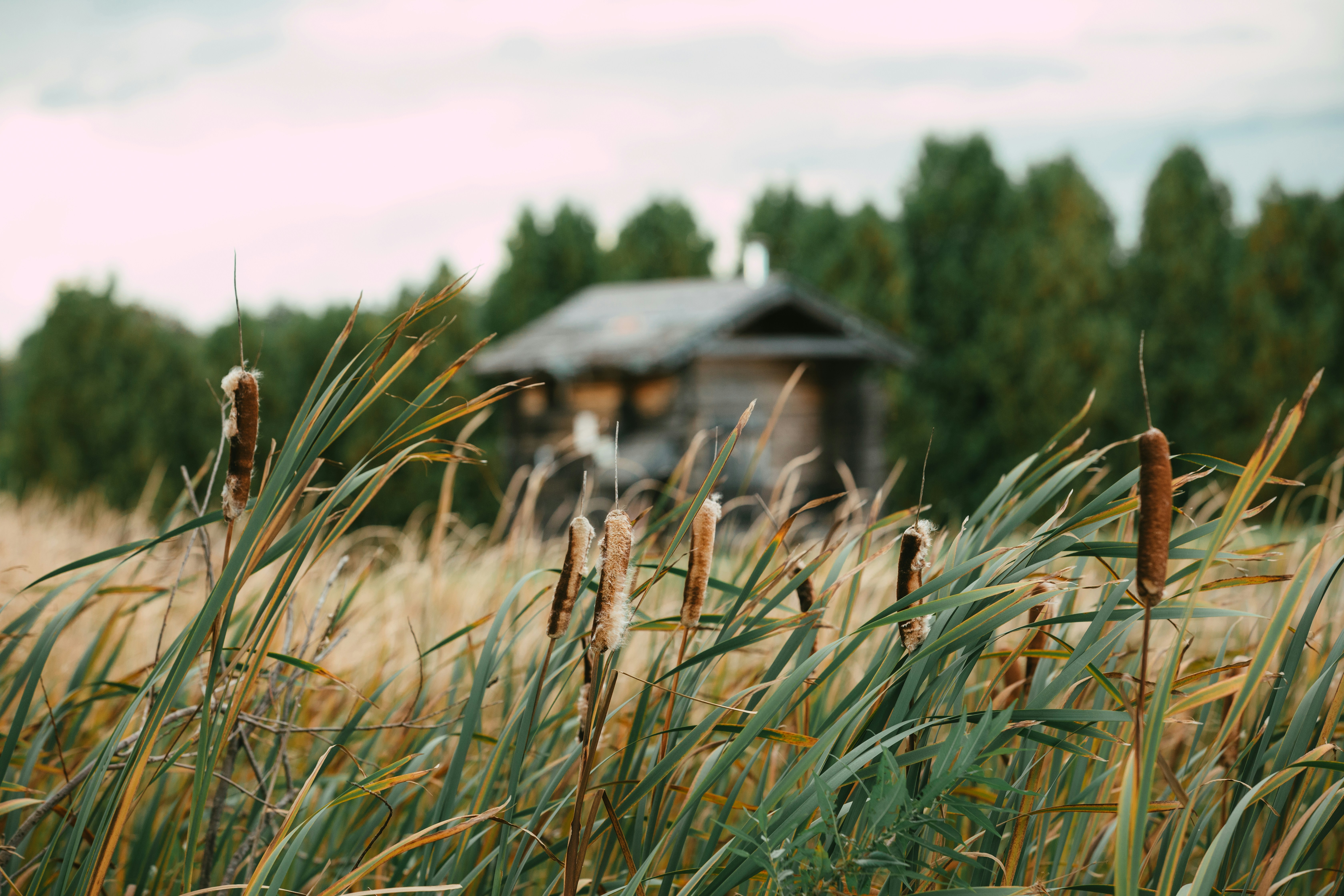Un campo de trigo con una casa al fondo