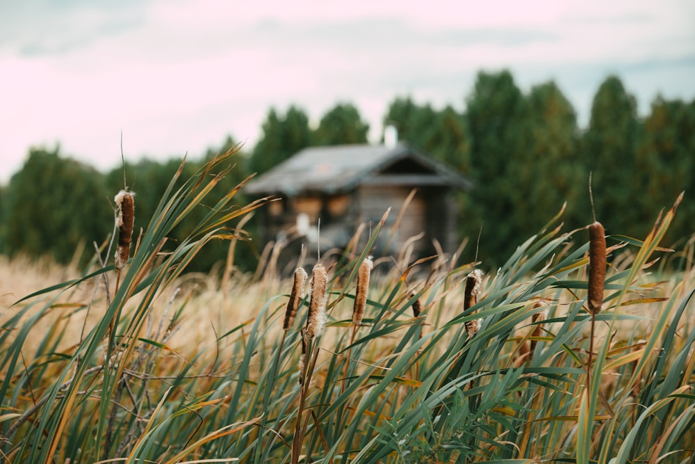 a field of wheat with a house in the background