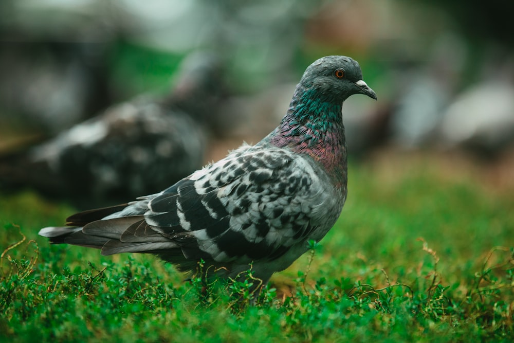 a bird standing in the grass