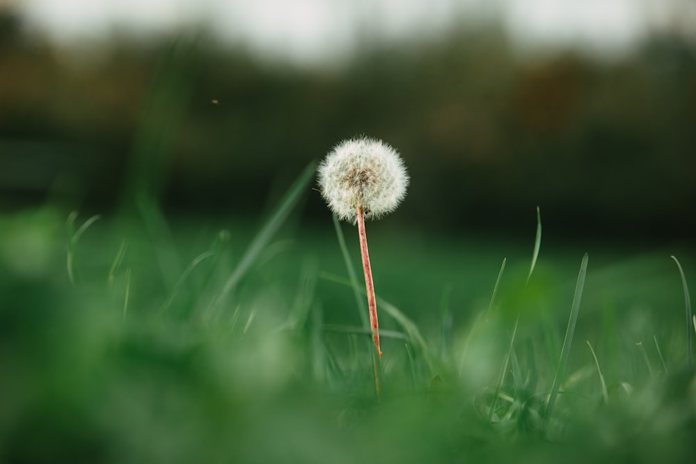 eine kleine weiße Blume