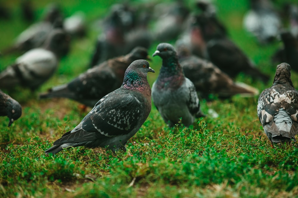 a group of birds on a grassy hill