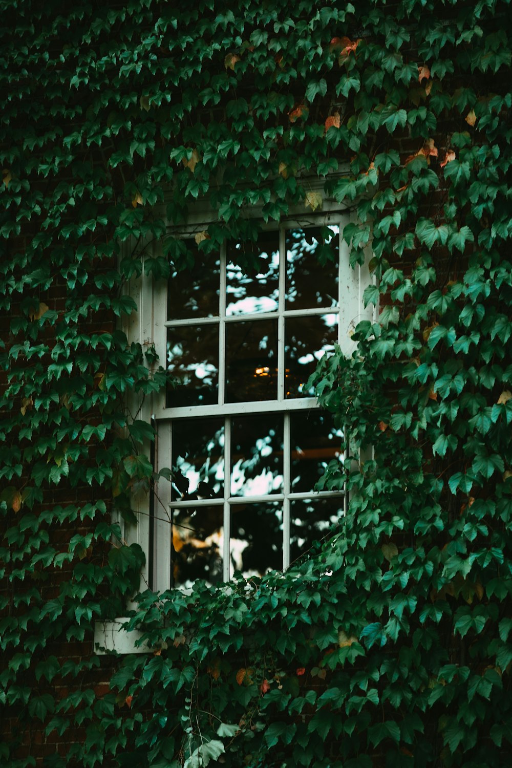 a window in a bush