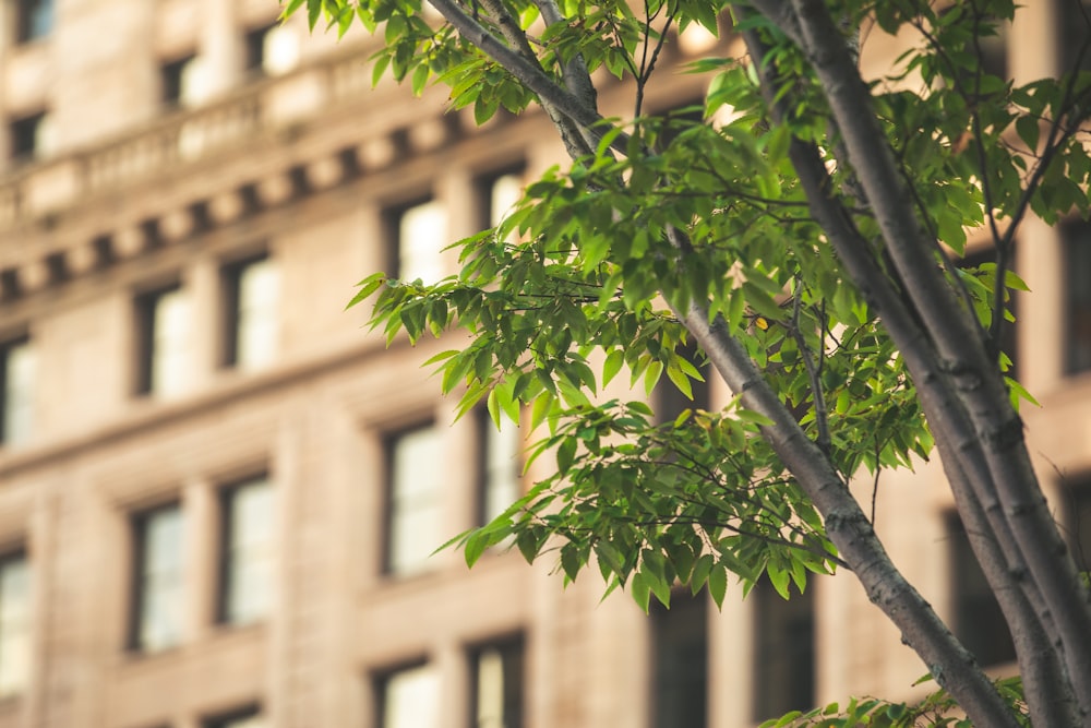 a tree with leaves in front of a building