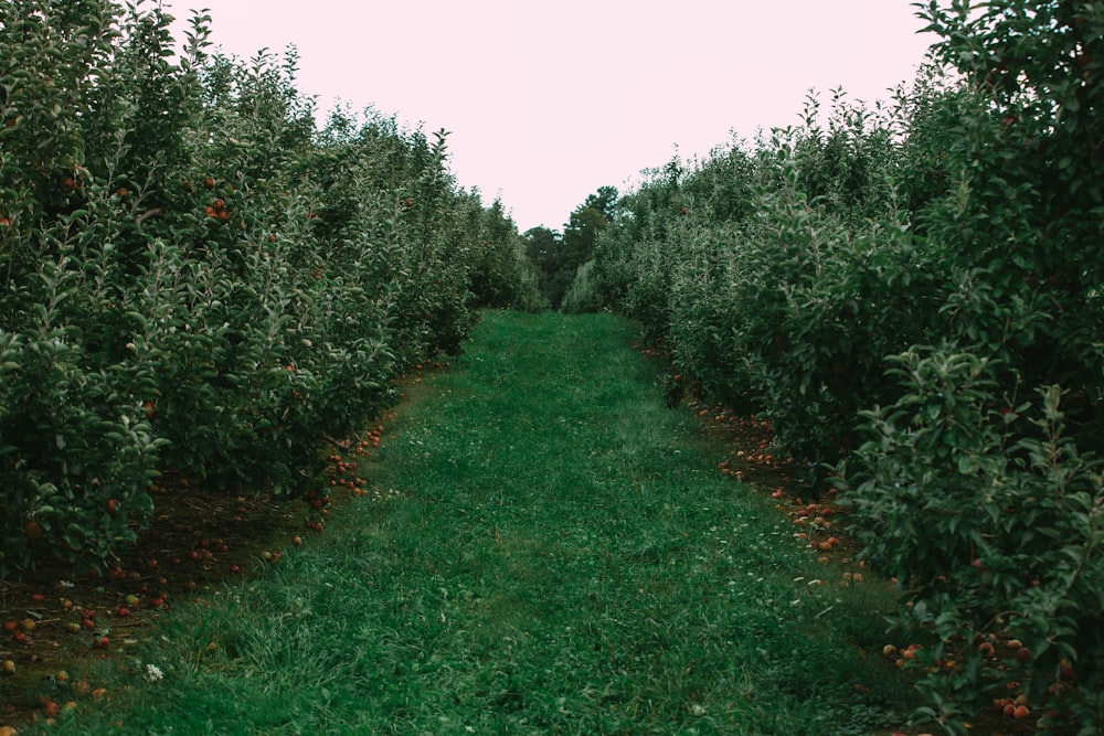 a grassy area with bushes around it