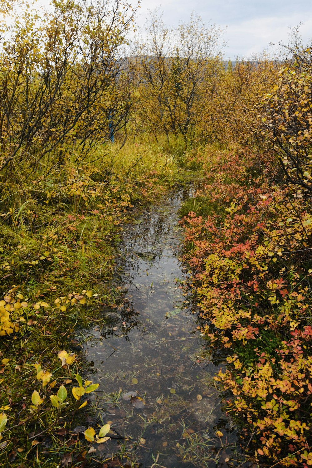 a stream in a forest