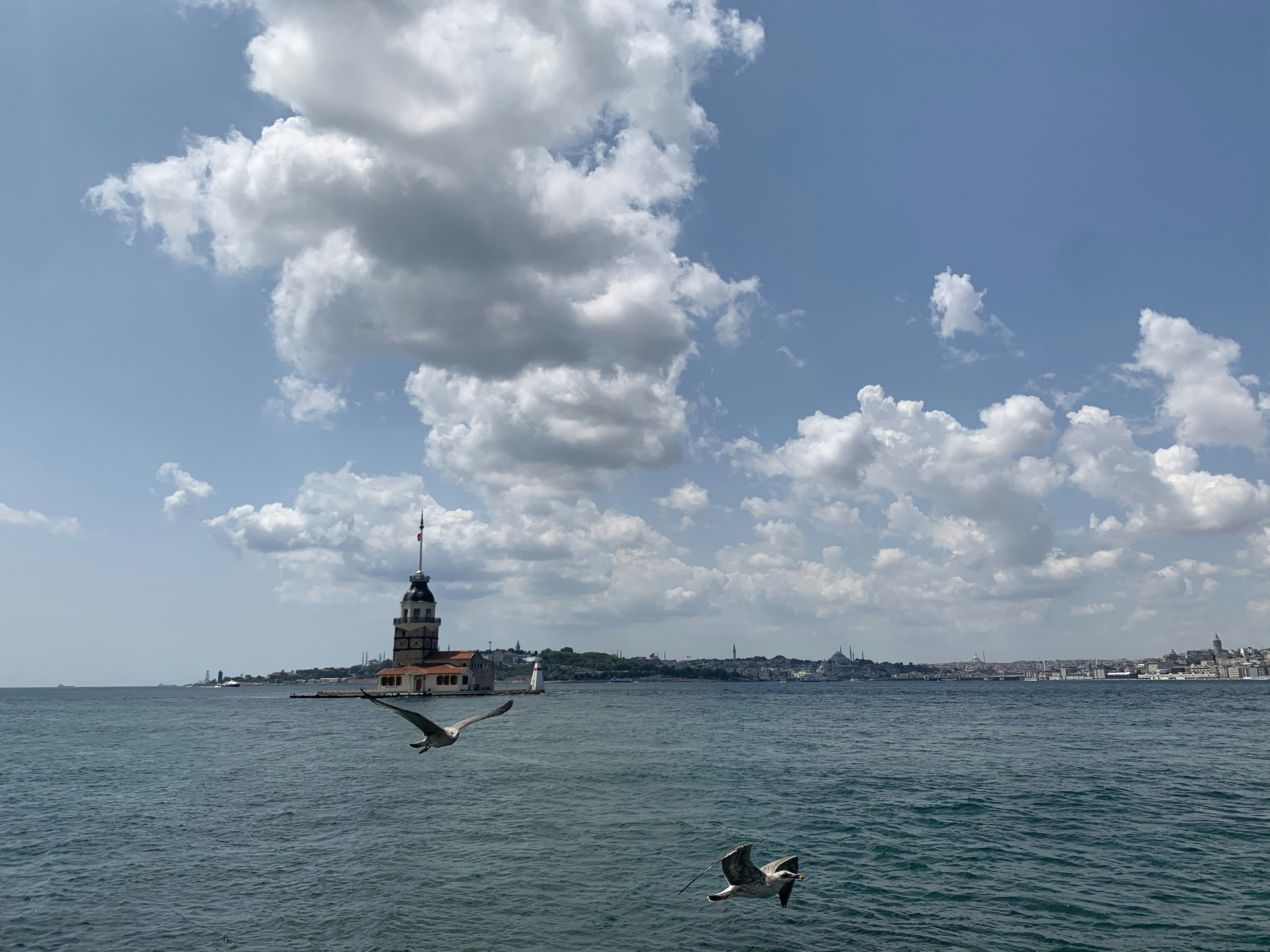 a bird flying over water