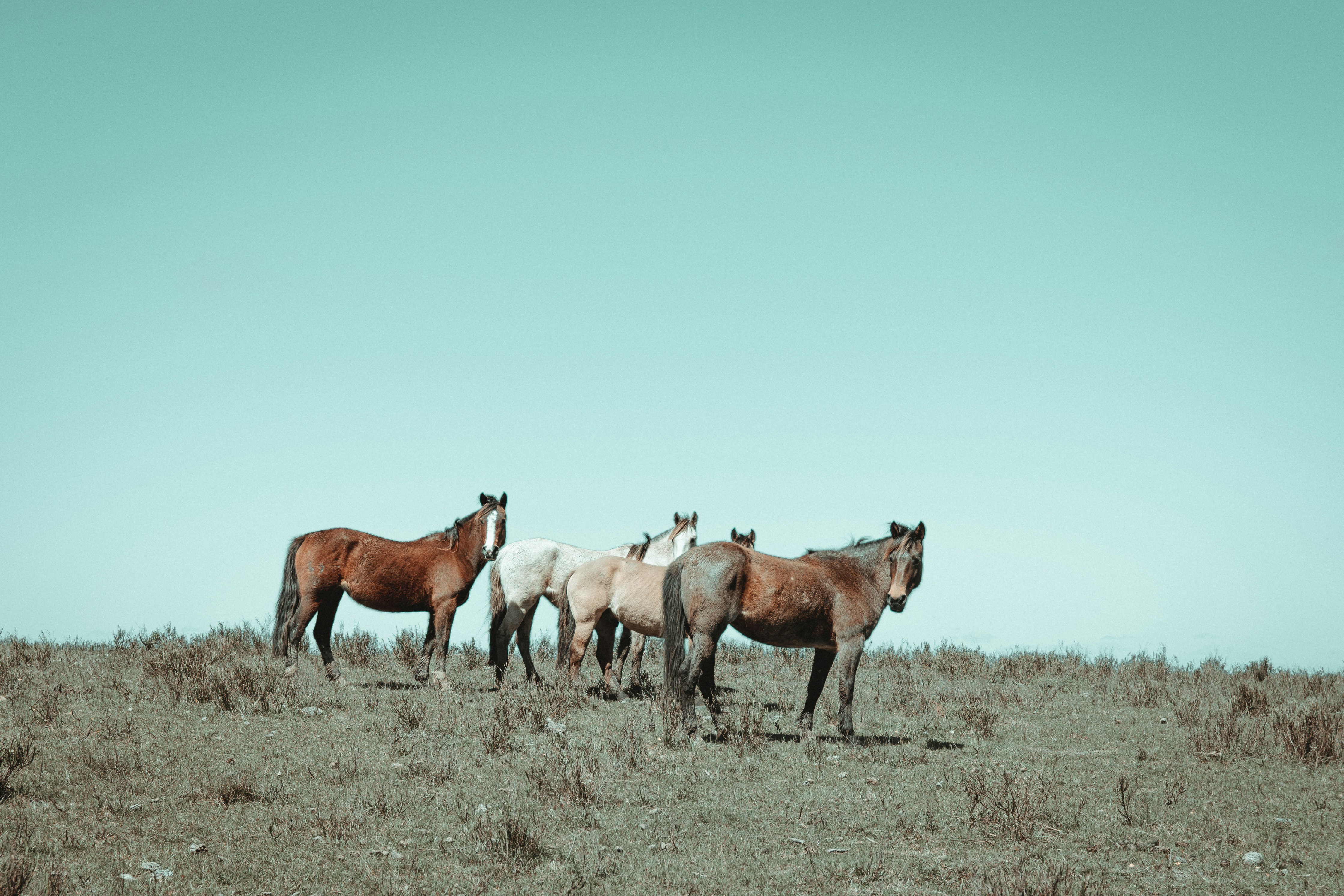 Photo by gonchifacello