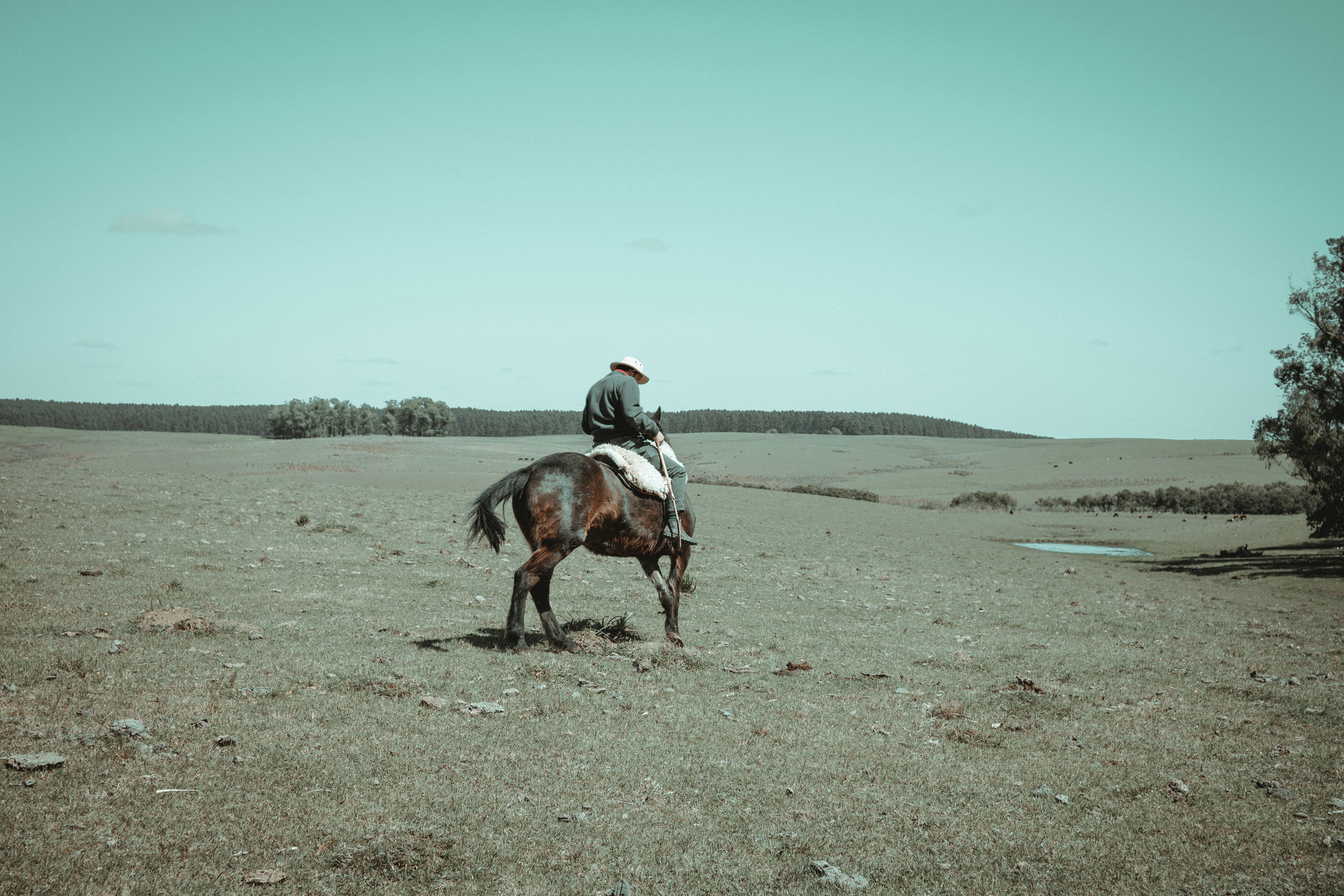Gospodarstwo Agroturystyczne Sokolnik Hodowla Koni