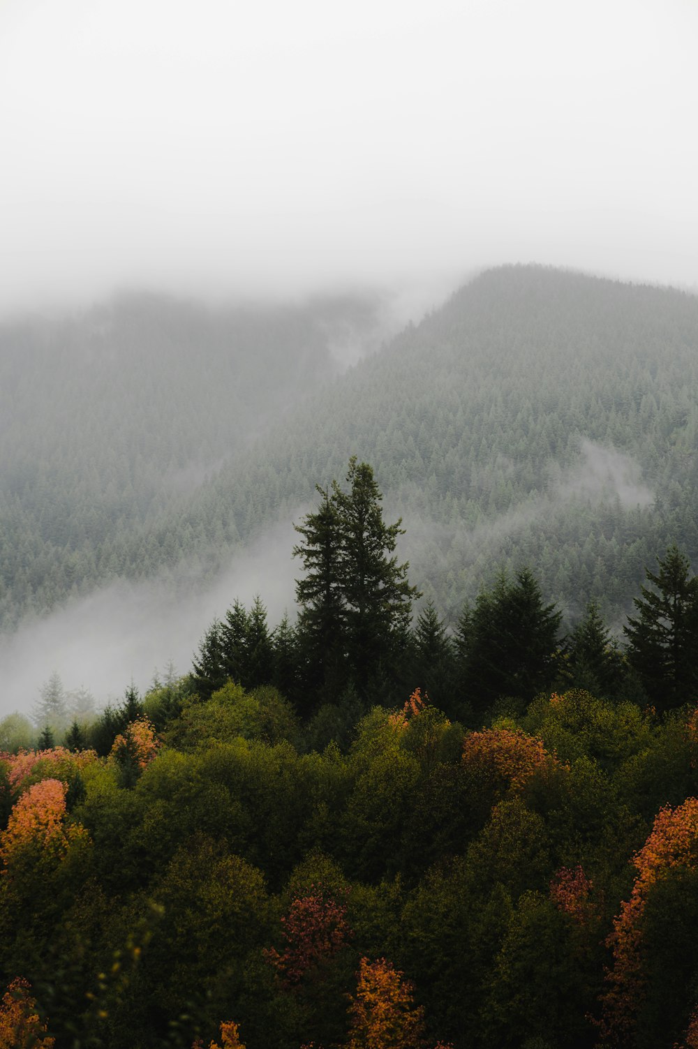 a forest of trees