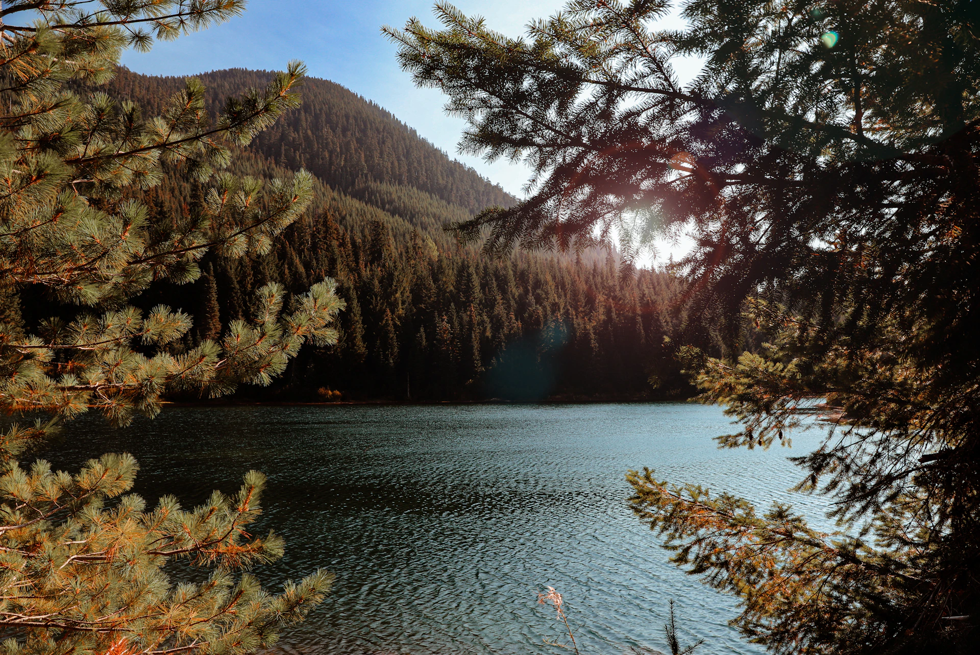 a river with trees on the side