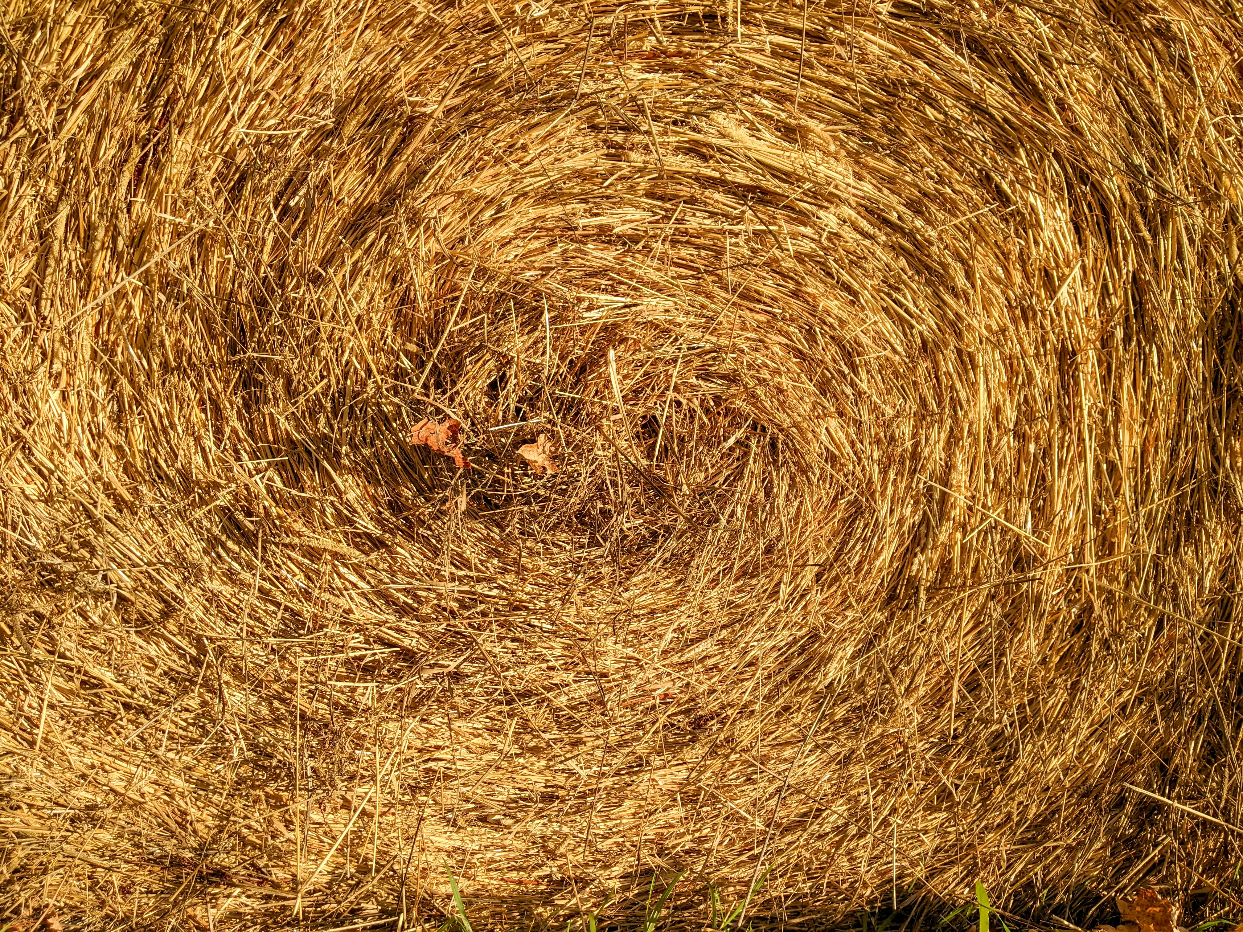 Un primo piano di un campo di grano