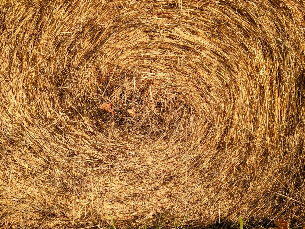 a close up of a field of wheat