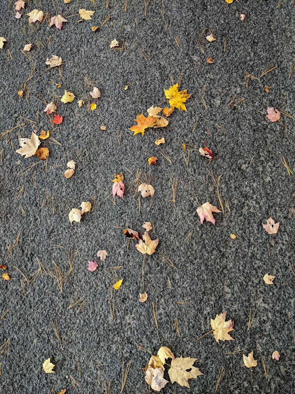 a group of leaves on the ground