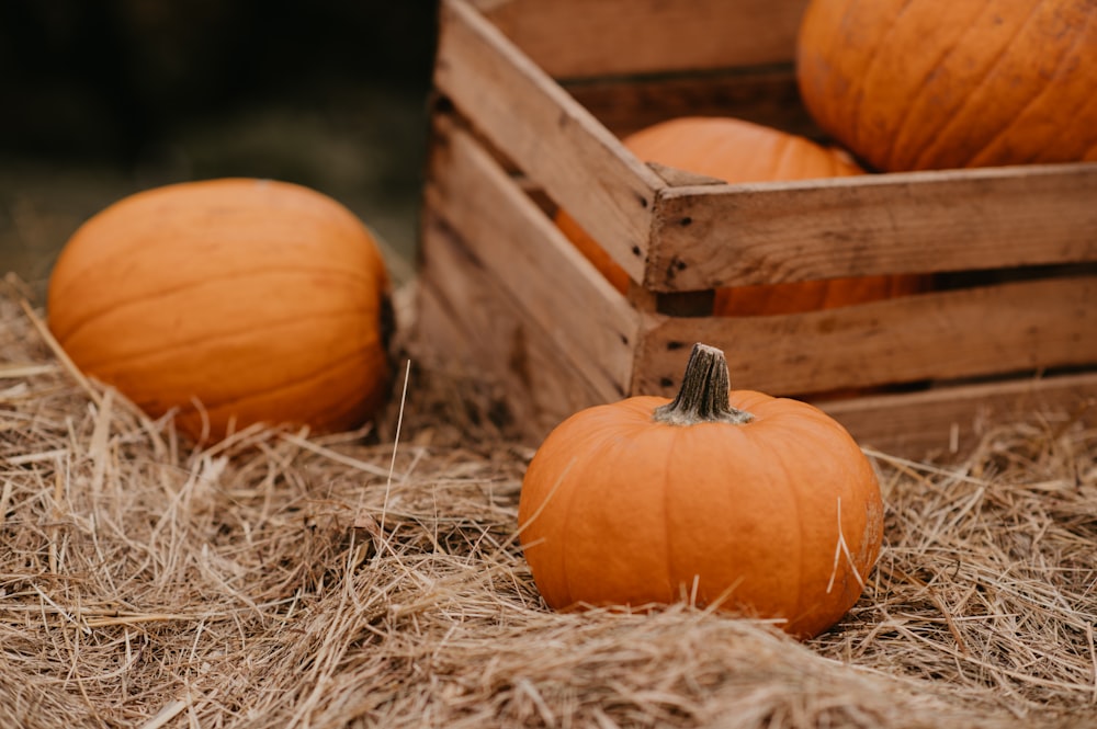 a group of pumpkins in a pile