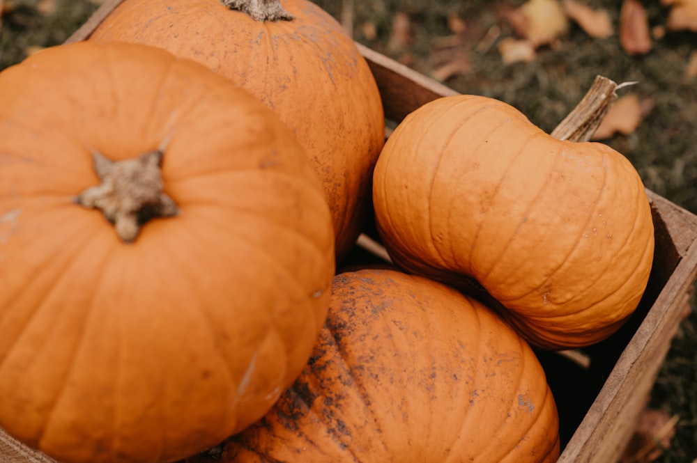 a group of pumpkins