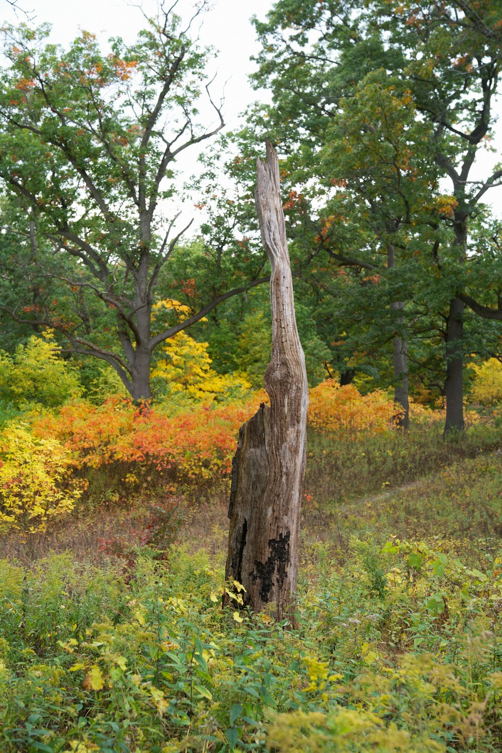 a tree in a forest