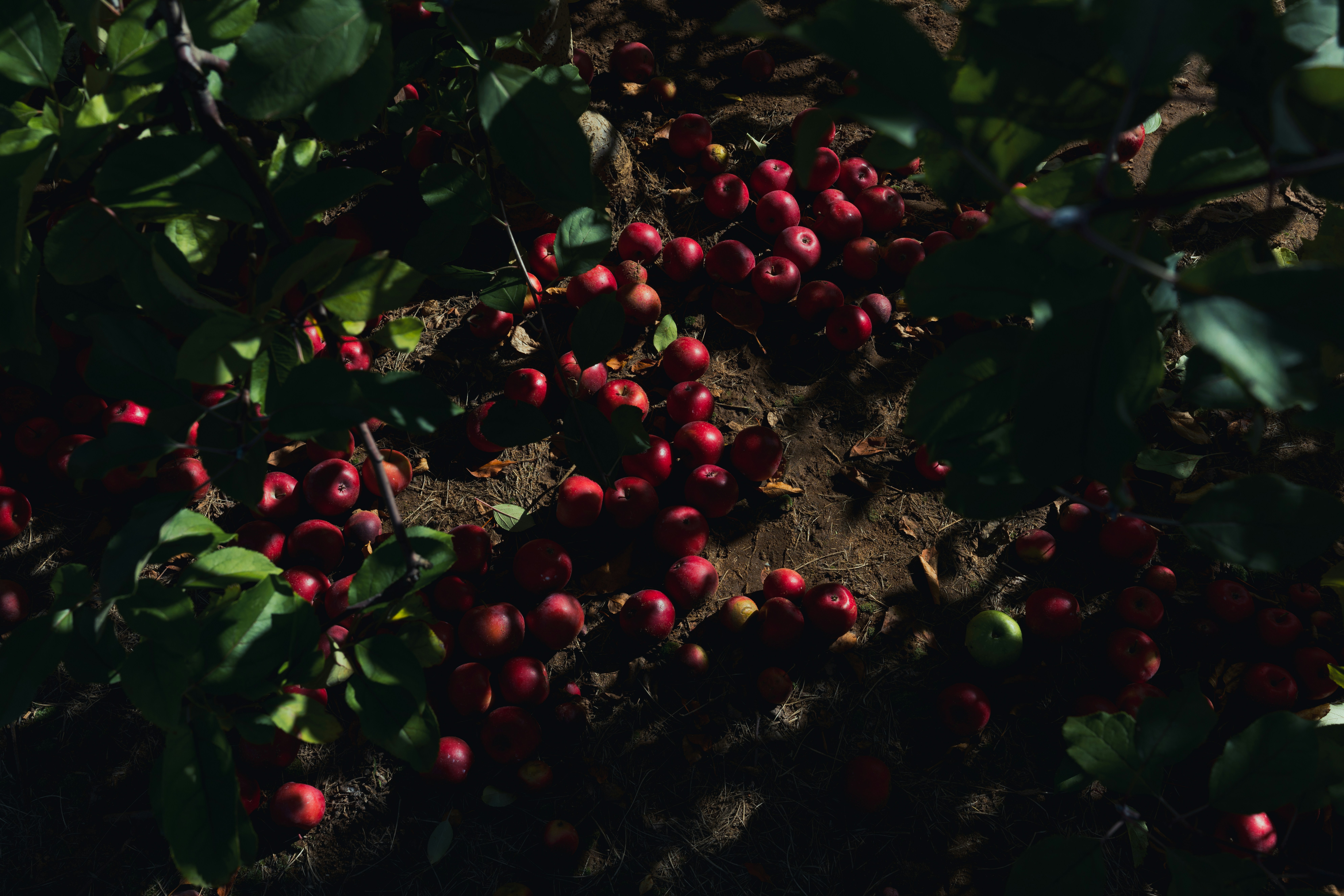 a bush with red berries