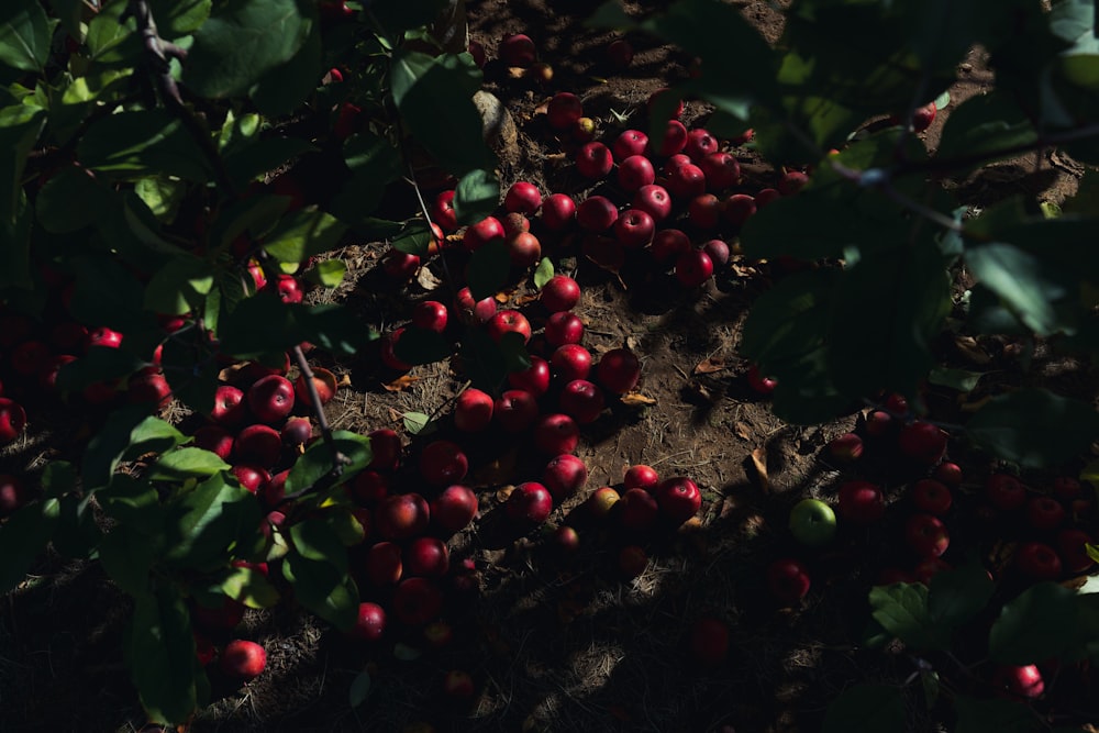 a bush with red berries