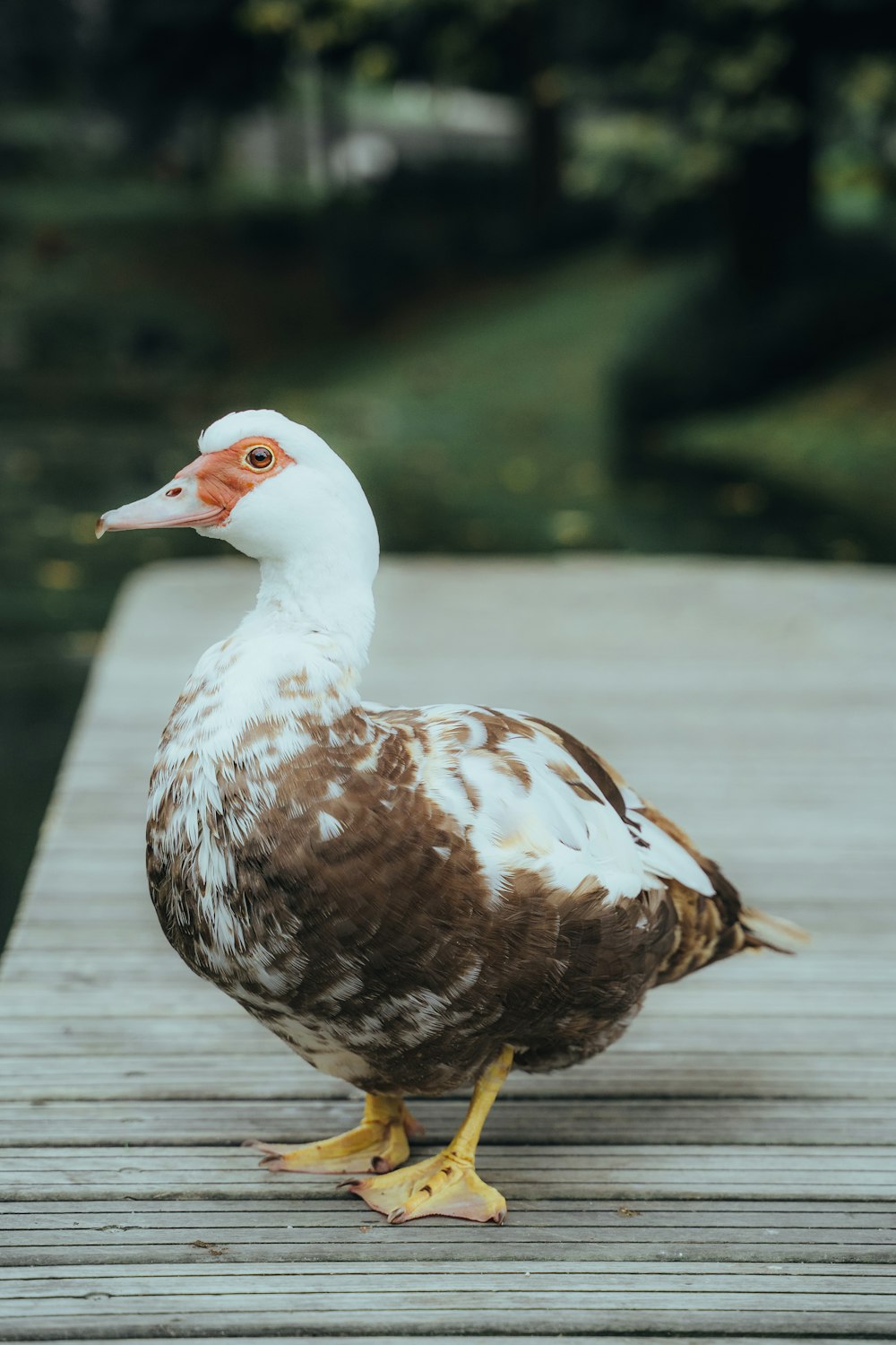 a duck on a wood surface