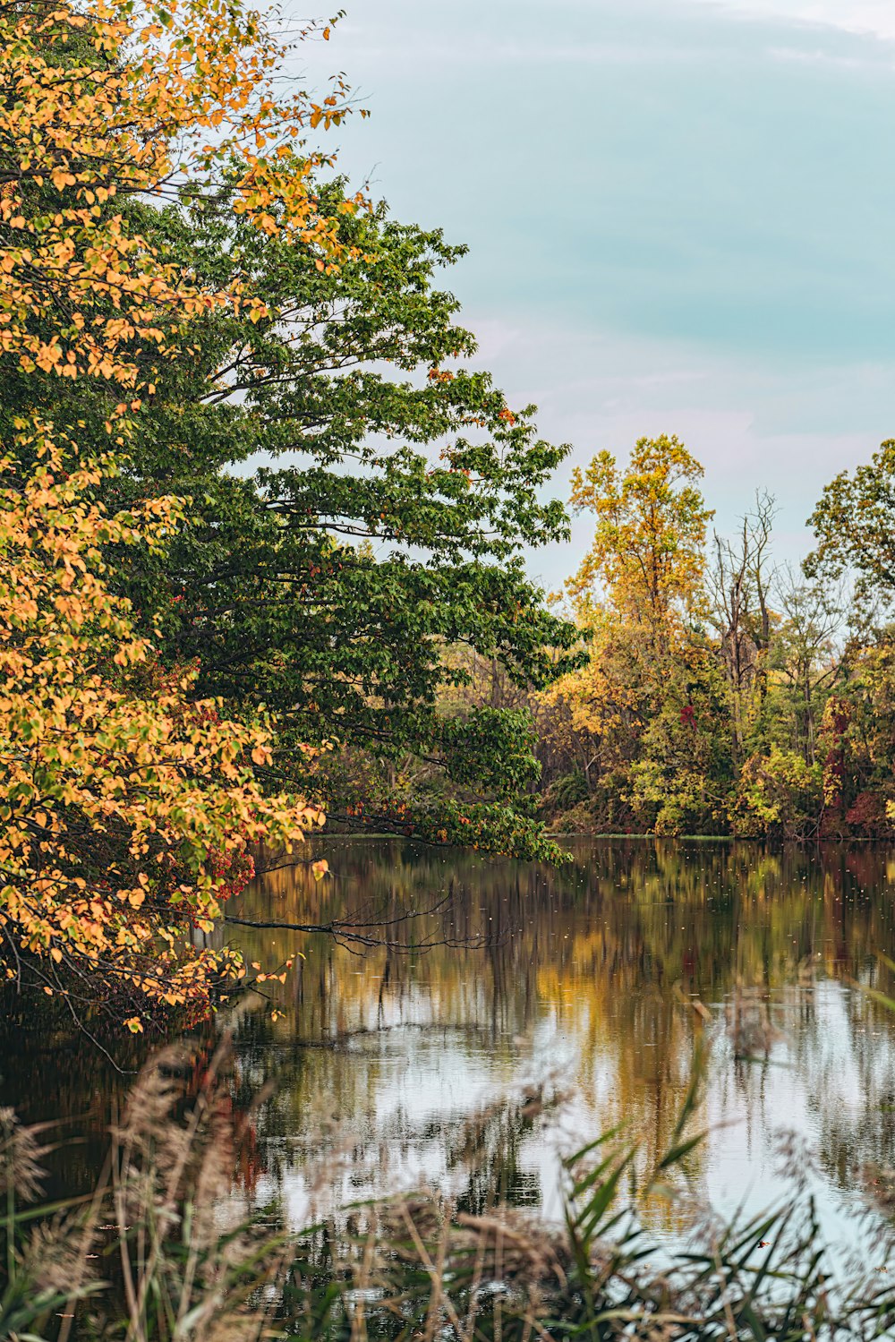 a body of water with trees around it