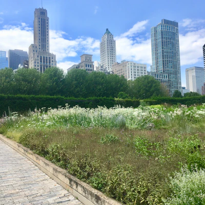 Volunteers planting native flowers along a park trail under a clear blue sky