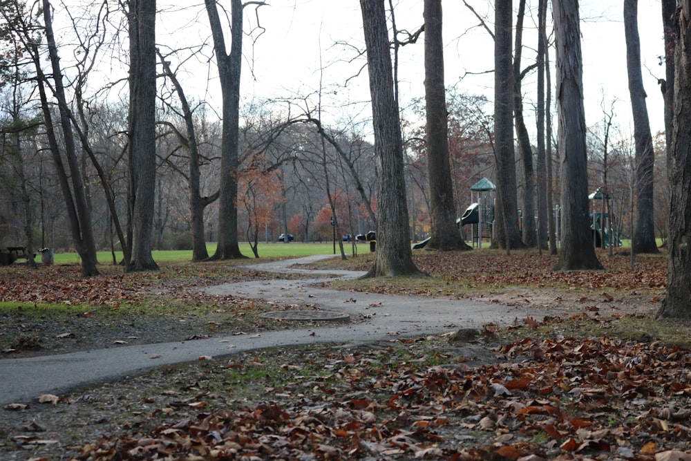 a path with trees on the side