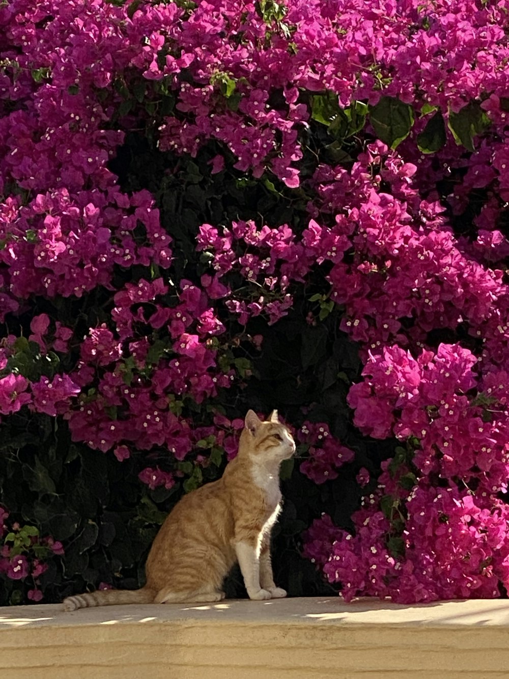 a cat sitting on a ledge