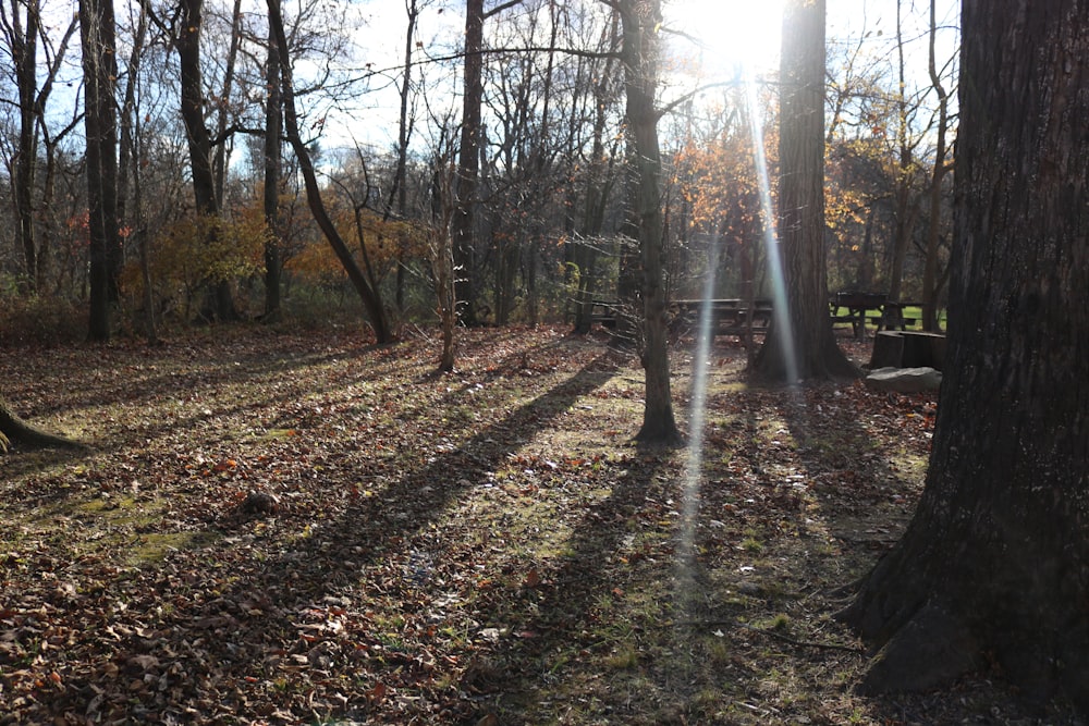 a path through a forest