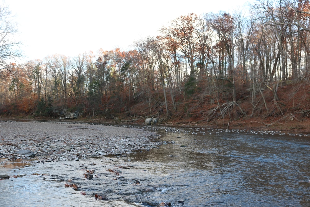 a river with trees on the side