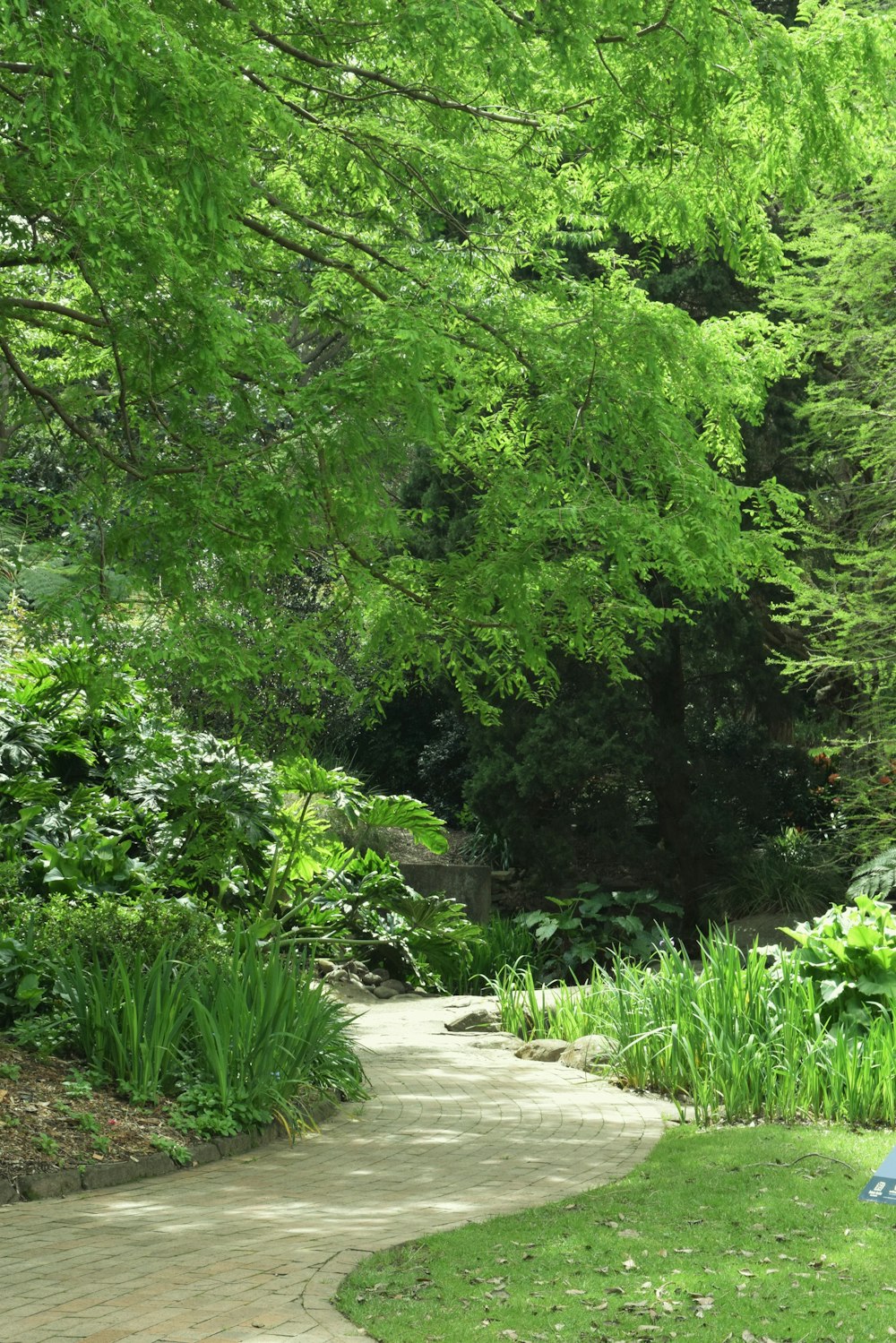 a path through a forest