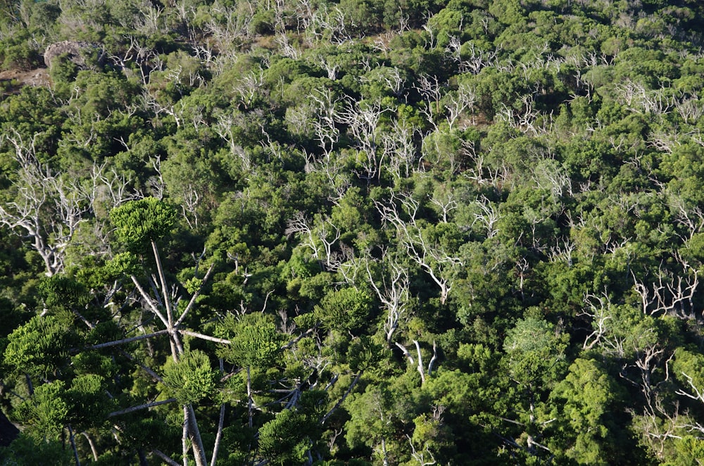 a group of trees