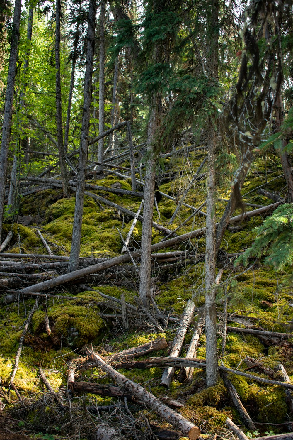 a forest with fallen trees