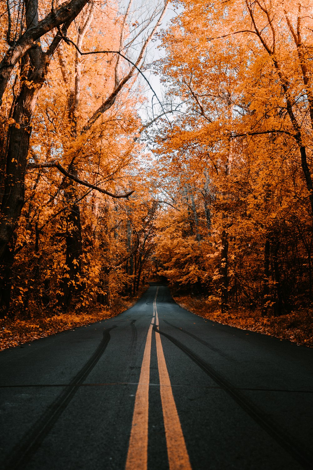 a road with trees on either side