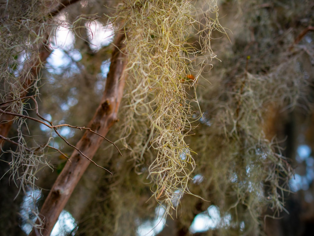 a close up of a tree branch