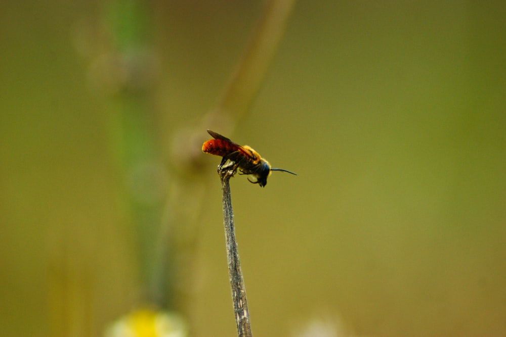 a ladybug on a stick