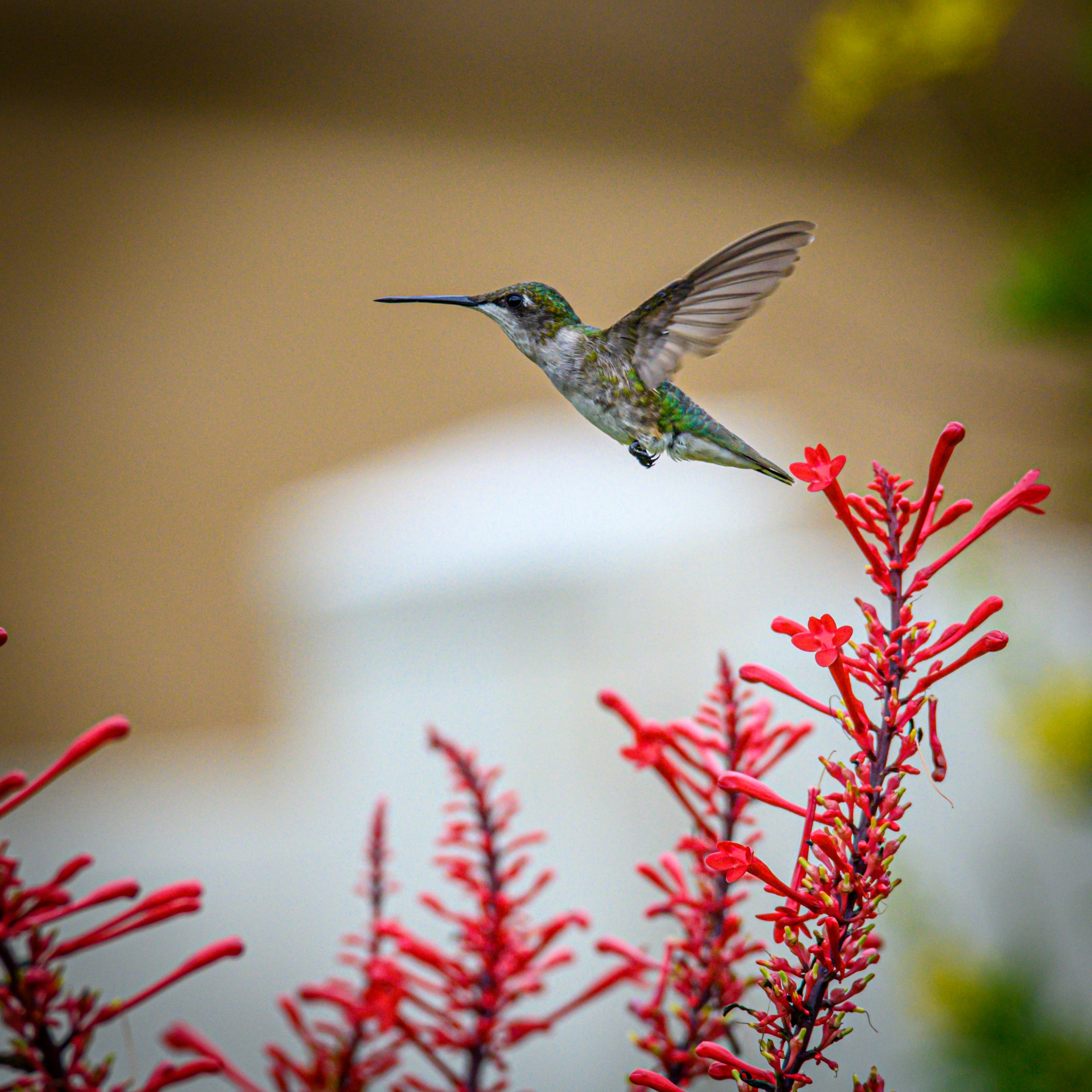 Ein Kolibri fliegt über eine Blume