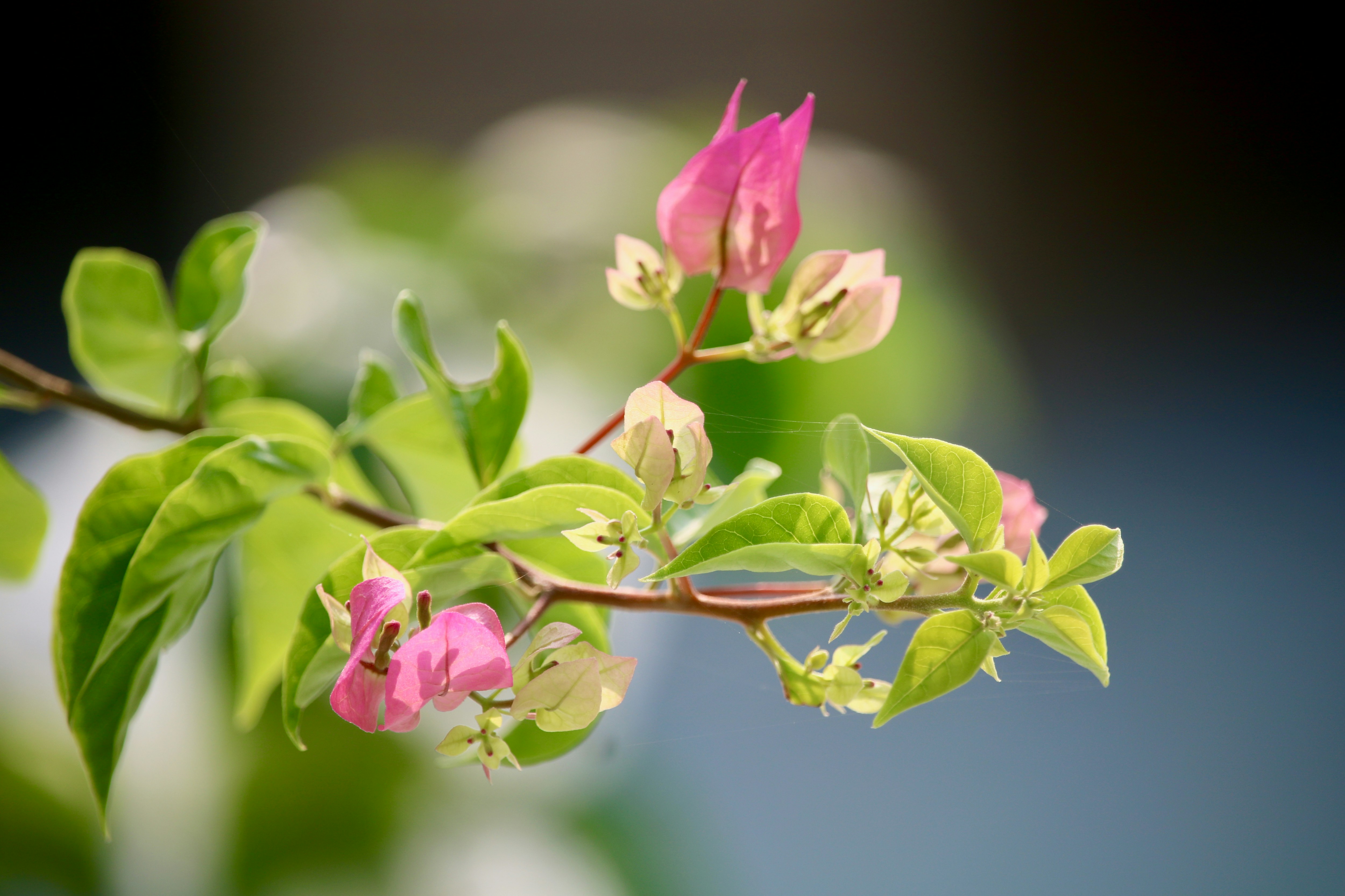 Choose from a curated selection of flower photos. Always free on Unsplash.