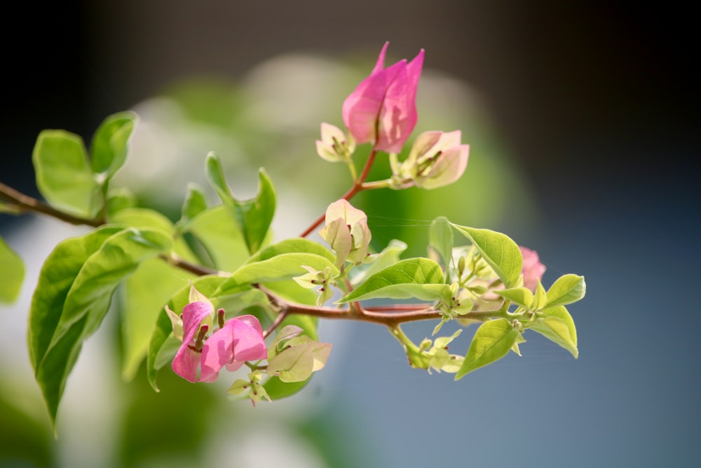 a close up of a plant with pink flowers