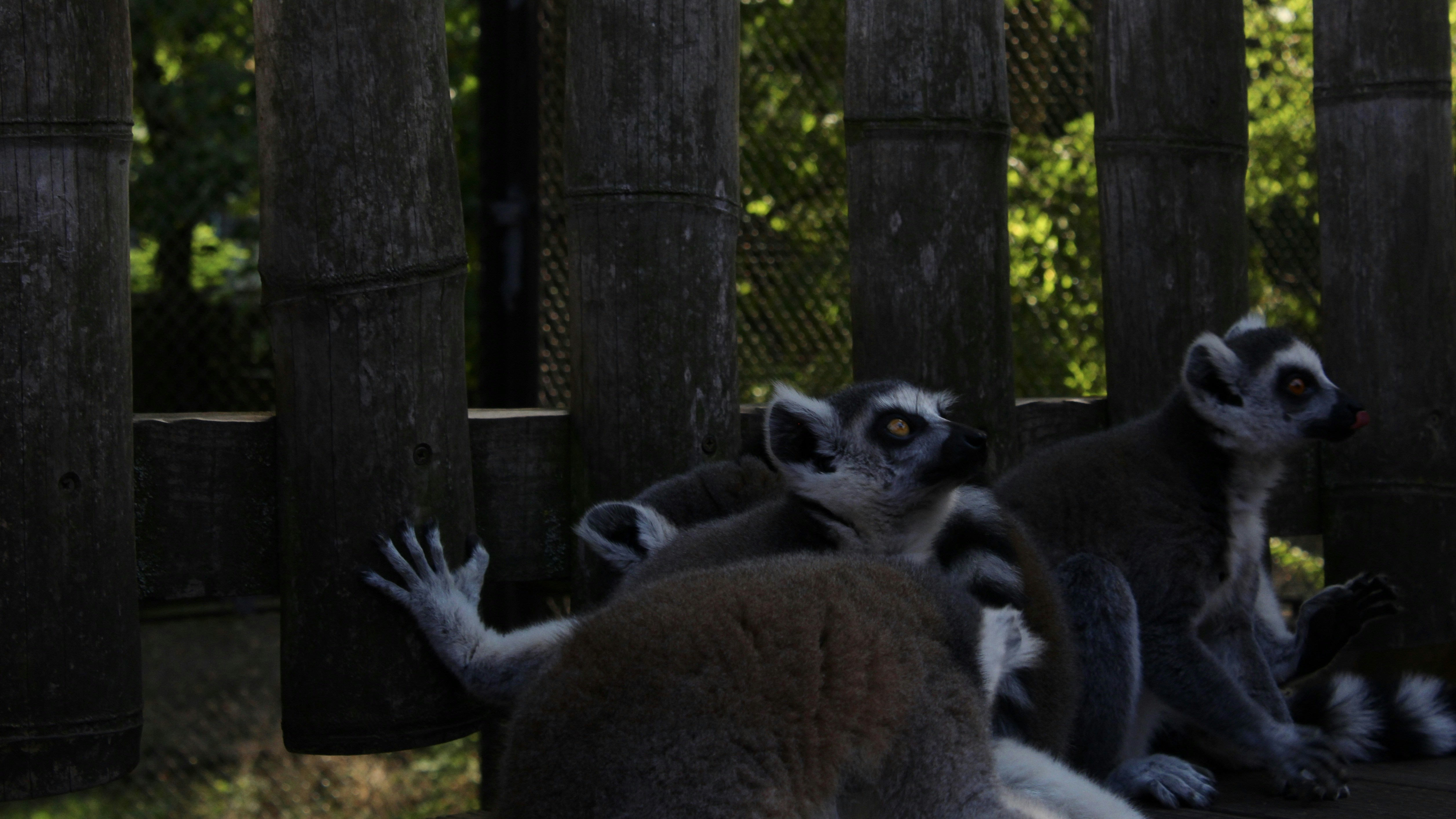 a group of lemurs in a forest, 
