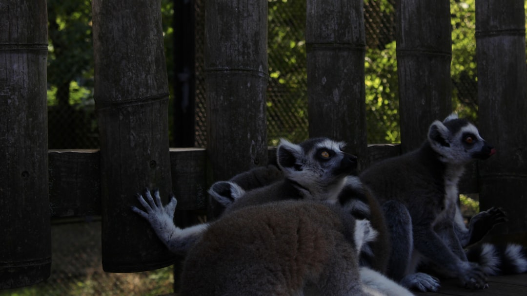 a group of lemurs in a forest,