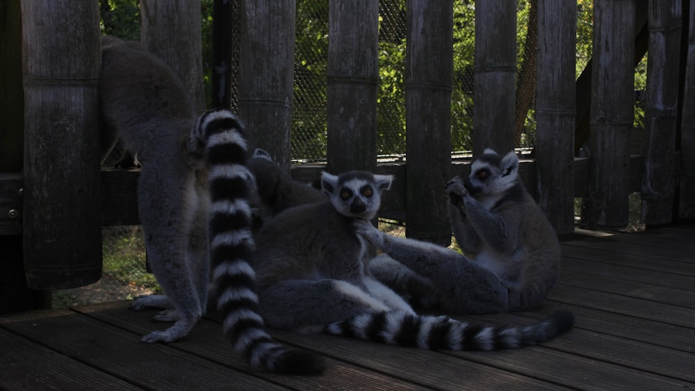 a group of lemurs sitting on a wooden platform