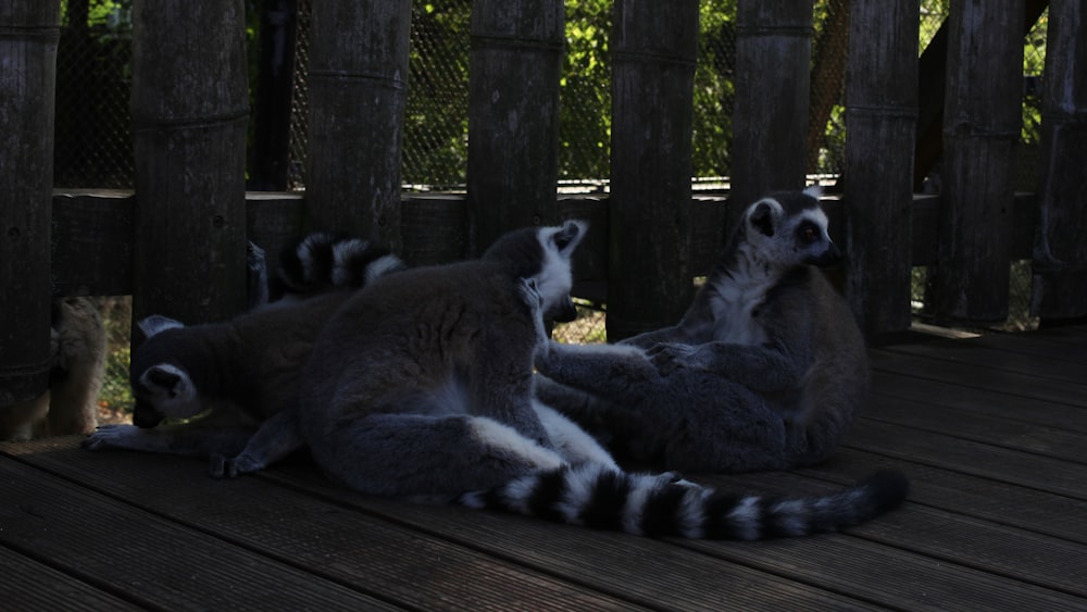 a group of lemurs sitting on a wooden platform