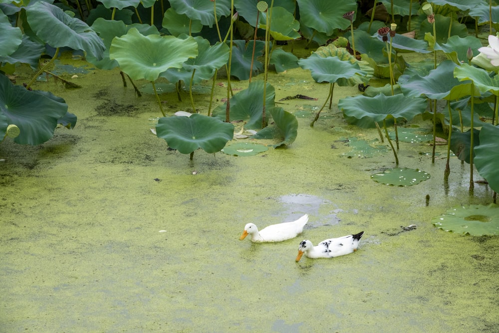 ducks swimming in water