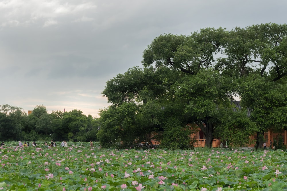 a field of flowers with trees in the background