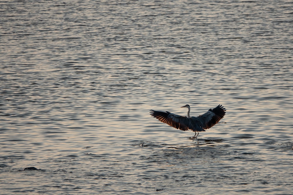 a bird flies over the water