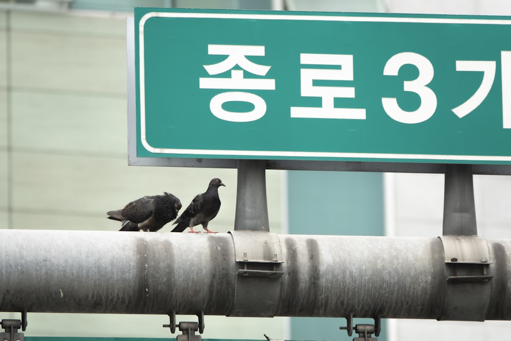 birds on a metal pole