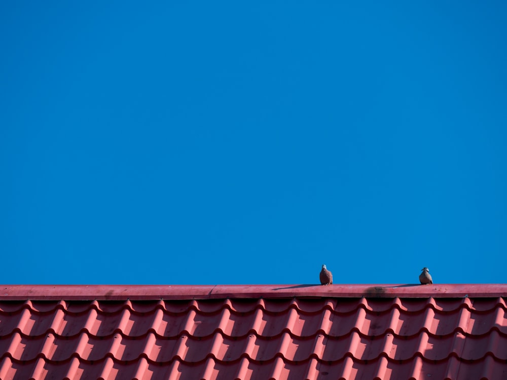 birds on a roof